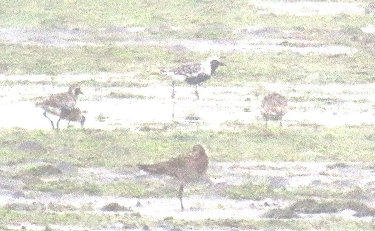 Bar-tailed Godwit - Linda Archer