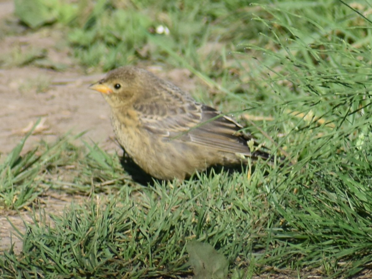 Brown-headed Cowbird - Bill Hubbard