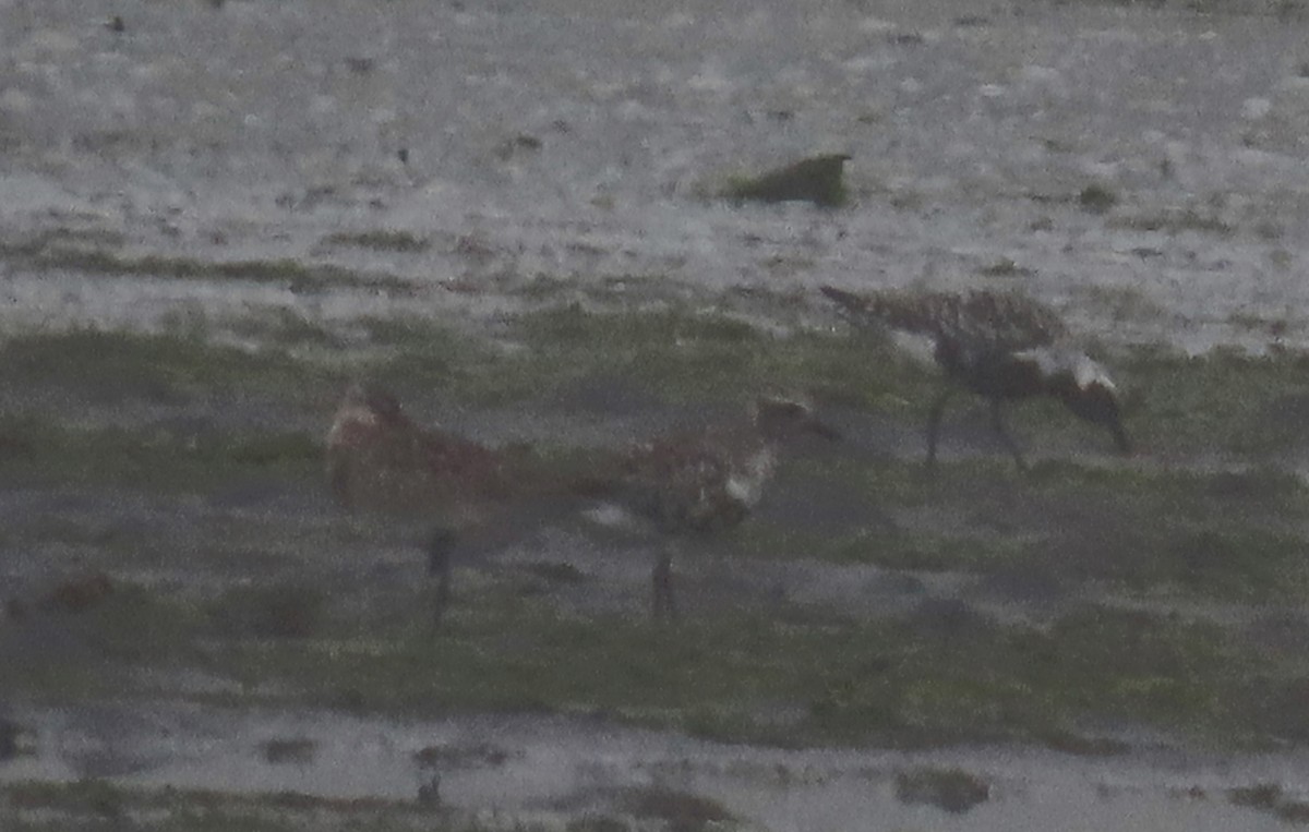 Bar-tailed Godwit - Linda Archer