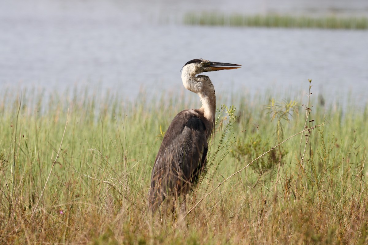 Great Blue Heron - ML622164158