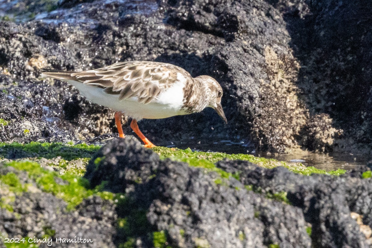 Ruddy Turnstone - ML622164252