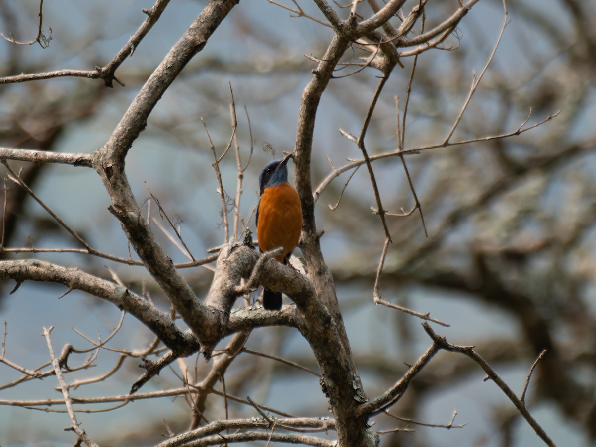 Blue-capped Rock-Thrush - ML622164307