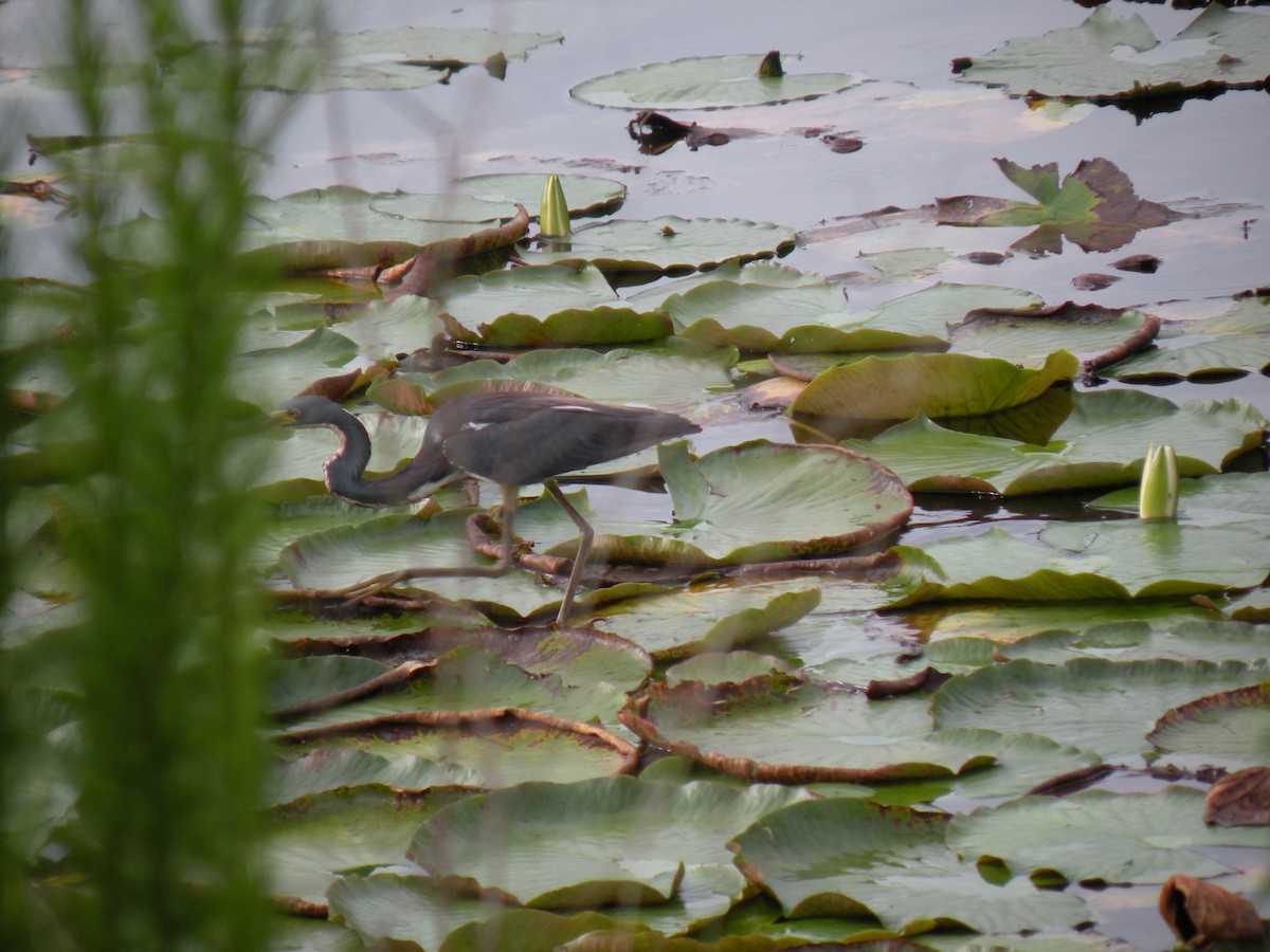 Tricolored Heron - ML62216431