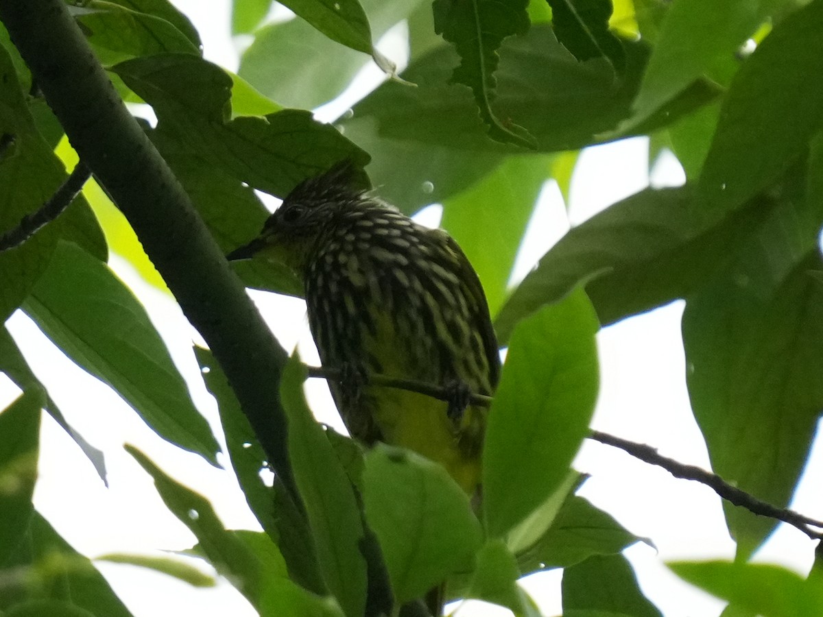 Striated Bulbul - ML622164320