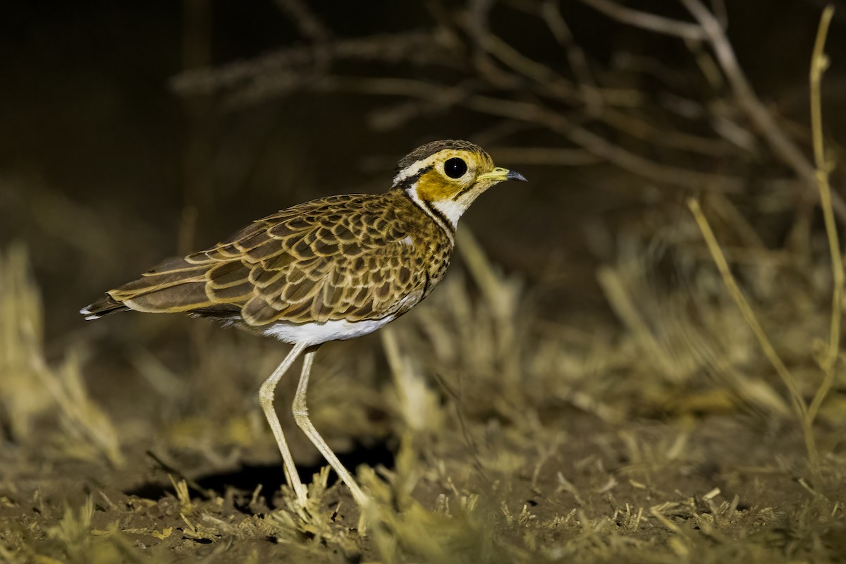 Three-banded Courser - ML622164324