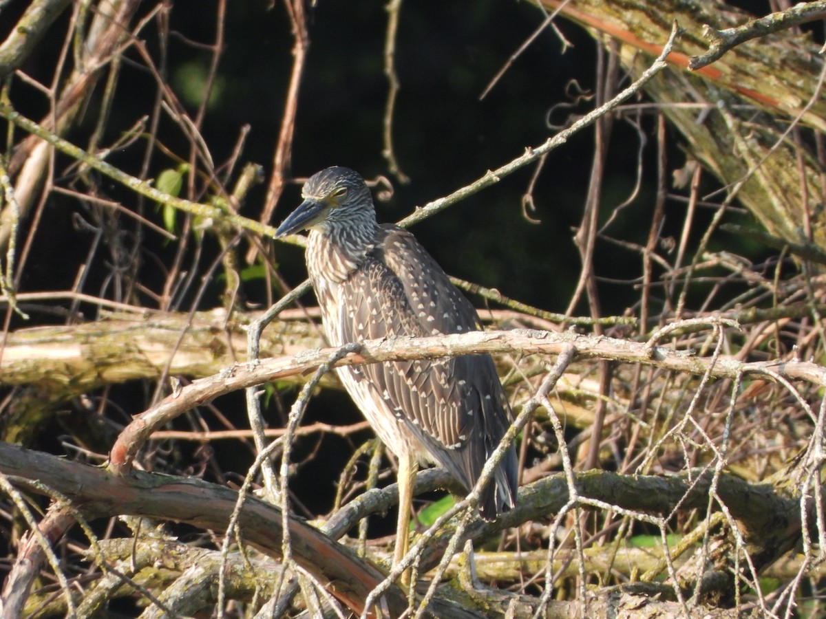 Yellow-crowned Night Heron - ML622164330