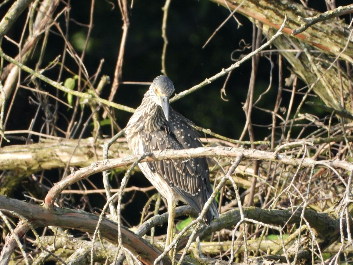 Yellow-crowned Night Heron - Cathy Hagstrom