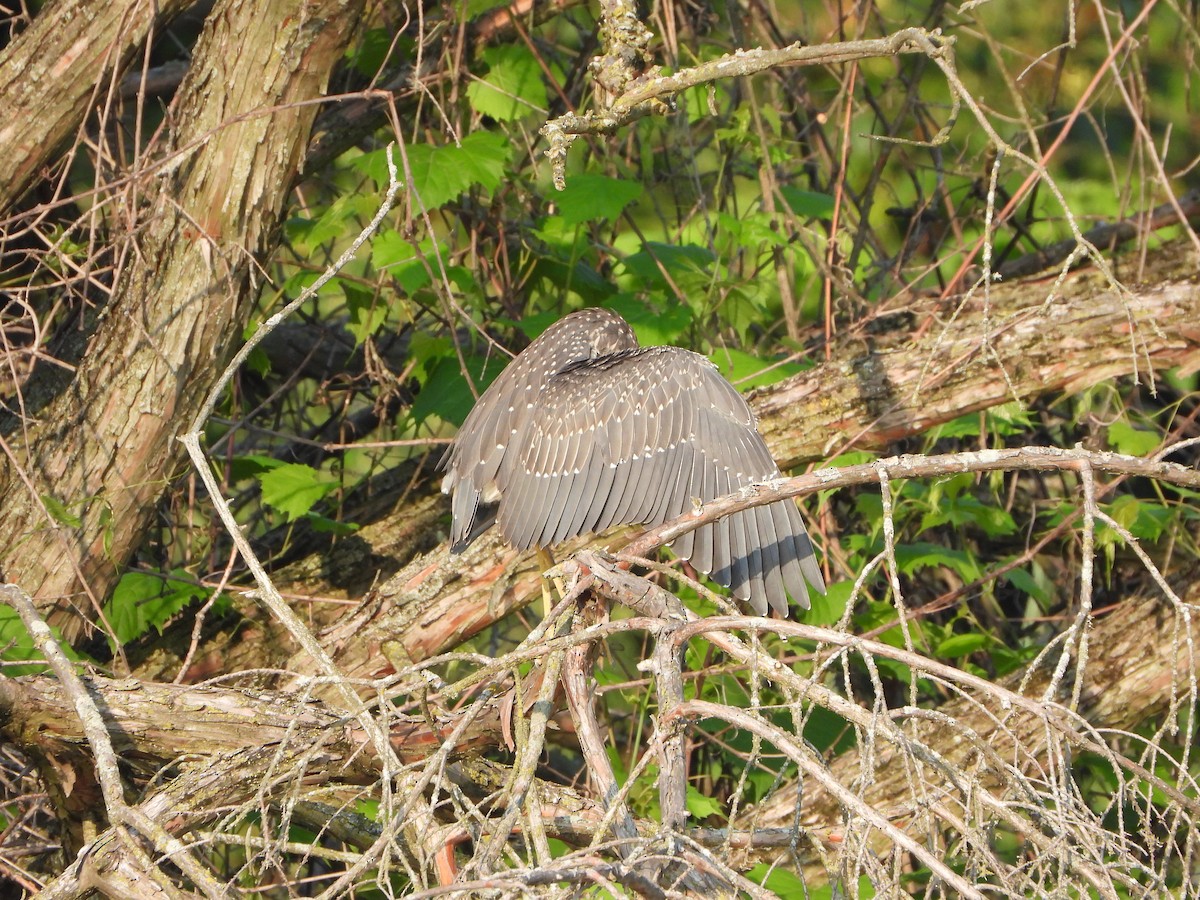 Yellow-crowned Night Heron - ML622164345