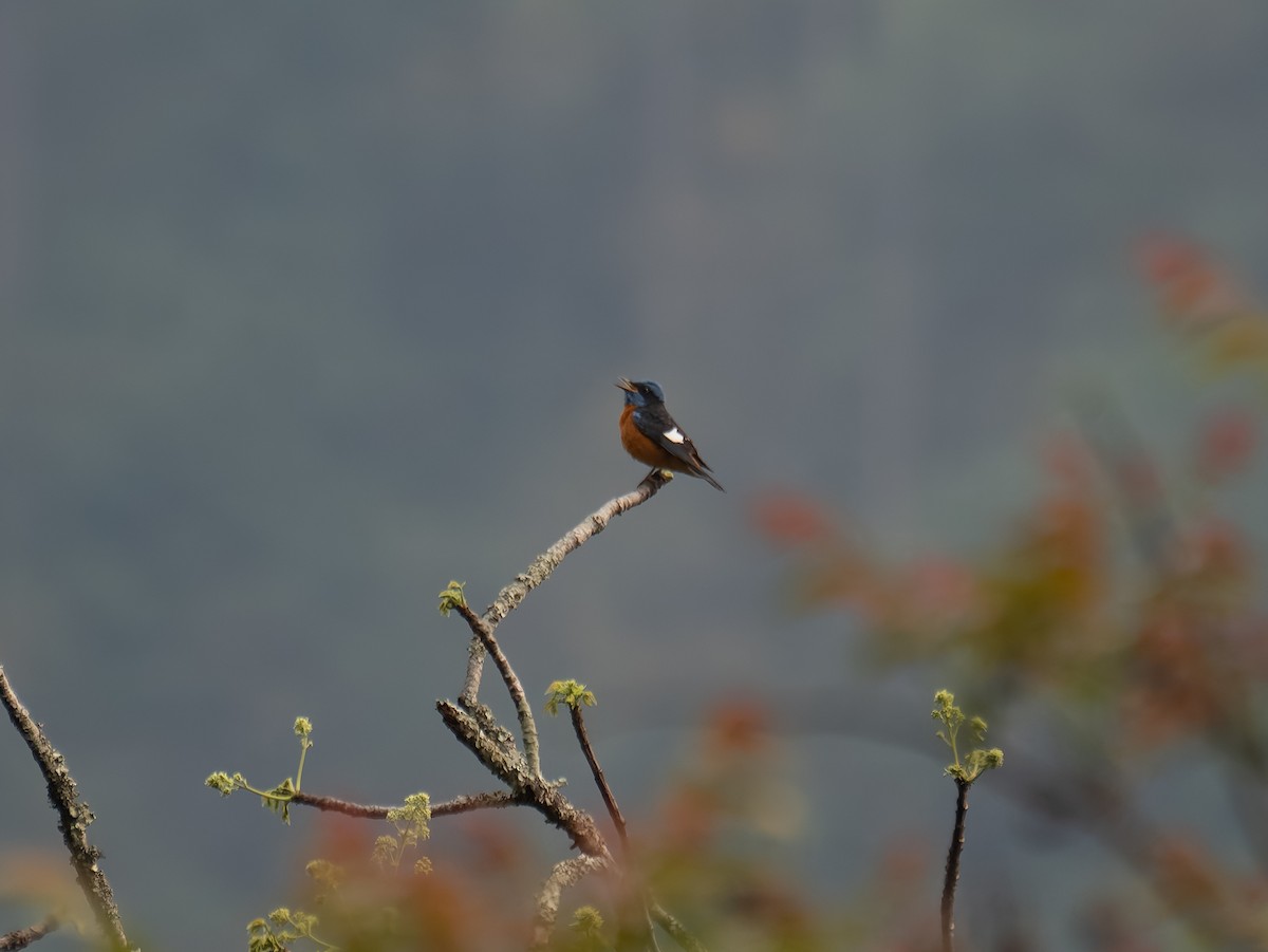 Blue-capped Rock-Thrush - ML622164351