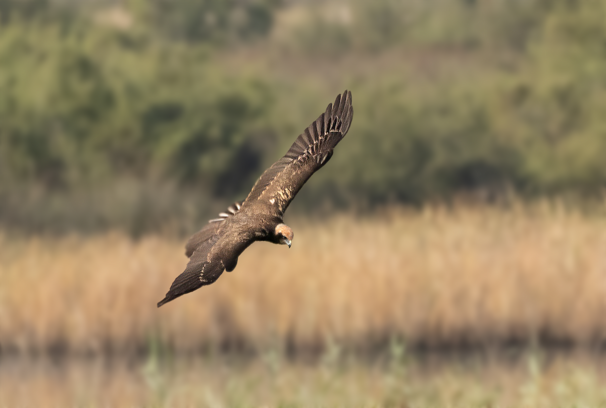 Western Marsh Harrier - ML622164356