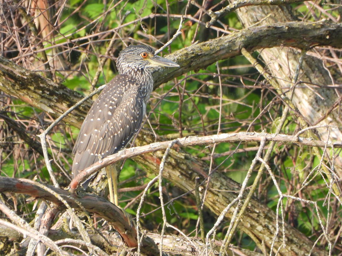 Yellow-crowned Night Heron - ML622164363