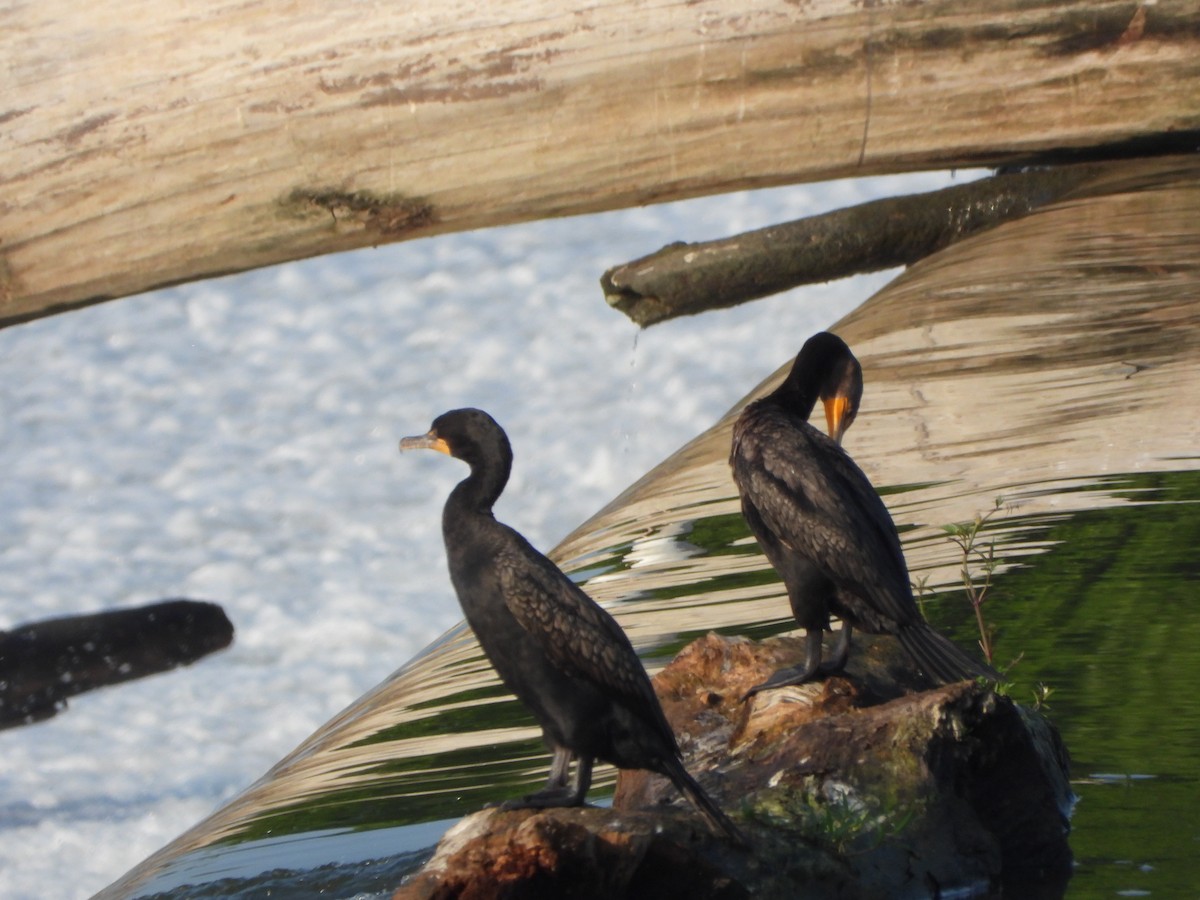 Double-crested Cormorant - ML622164388