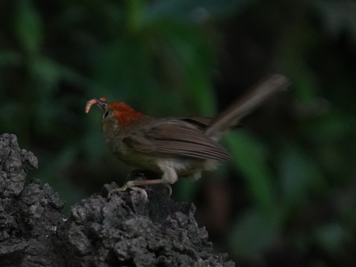 Rufous-capped Babbler - ML622164399