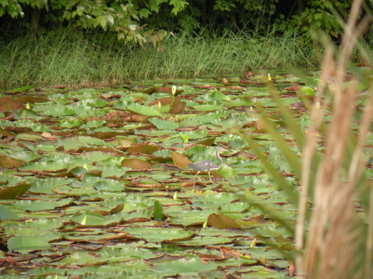 Tricolored Heron - ML62216441