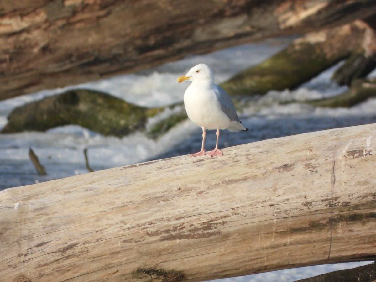 Herring Gull (American) - ML622164417