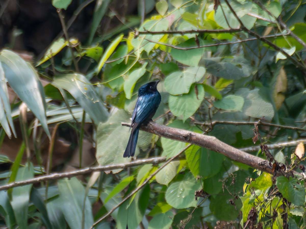 Bronzed Drongo - ML622164432