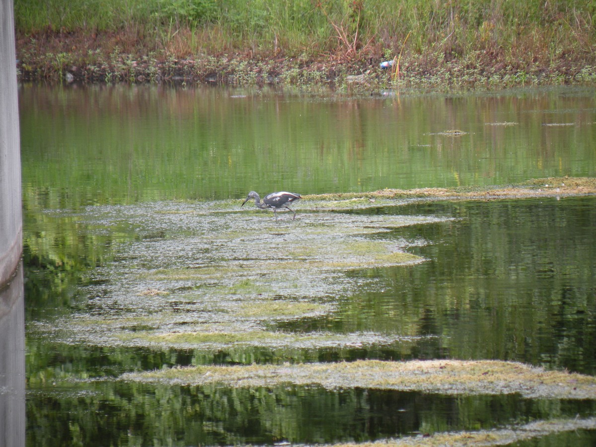 Tricolored Heron - ML62216451