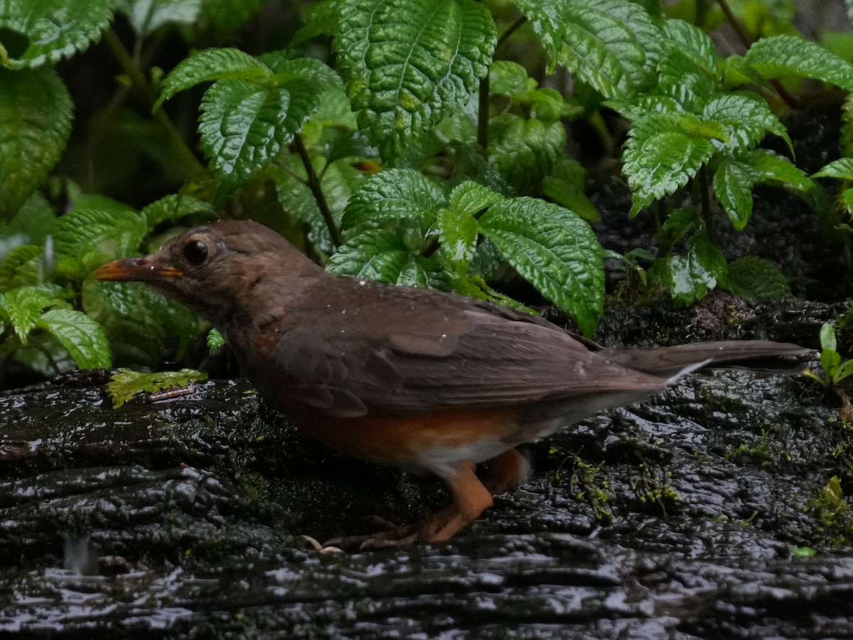 Black-breasted Thrush - ML622164535