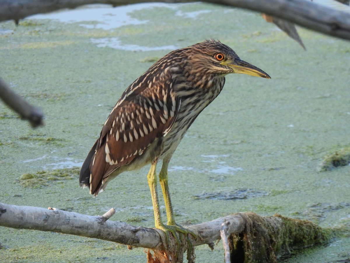 Black-crowned Night Heron - L Pera