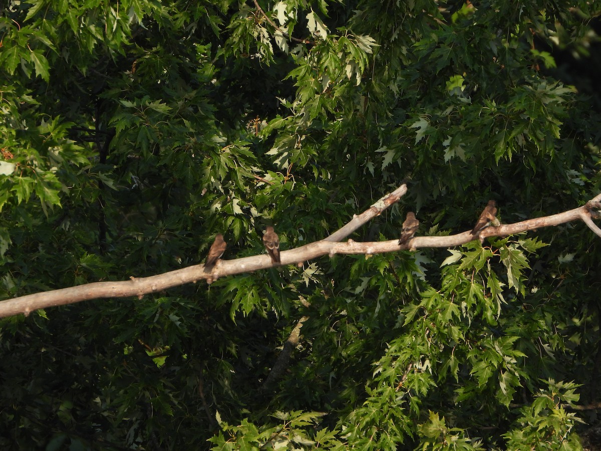 Northern Rough-winged Swallow - ML622164579