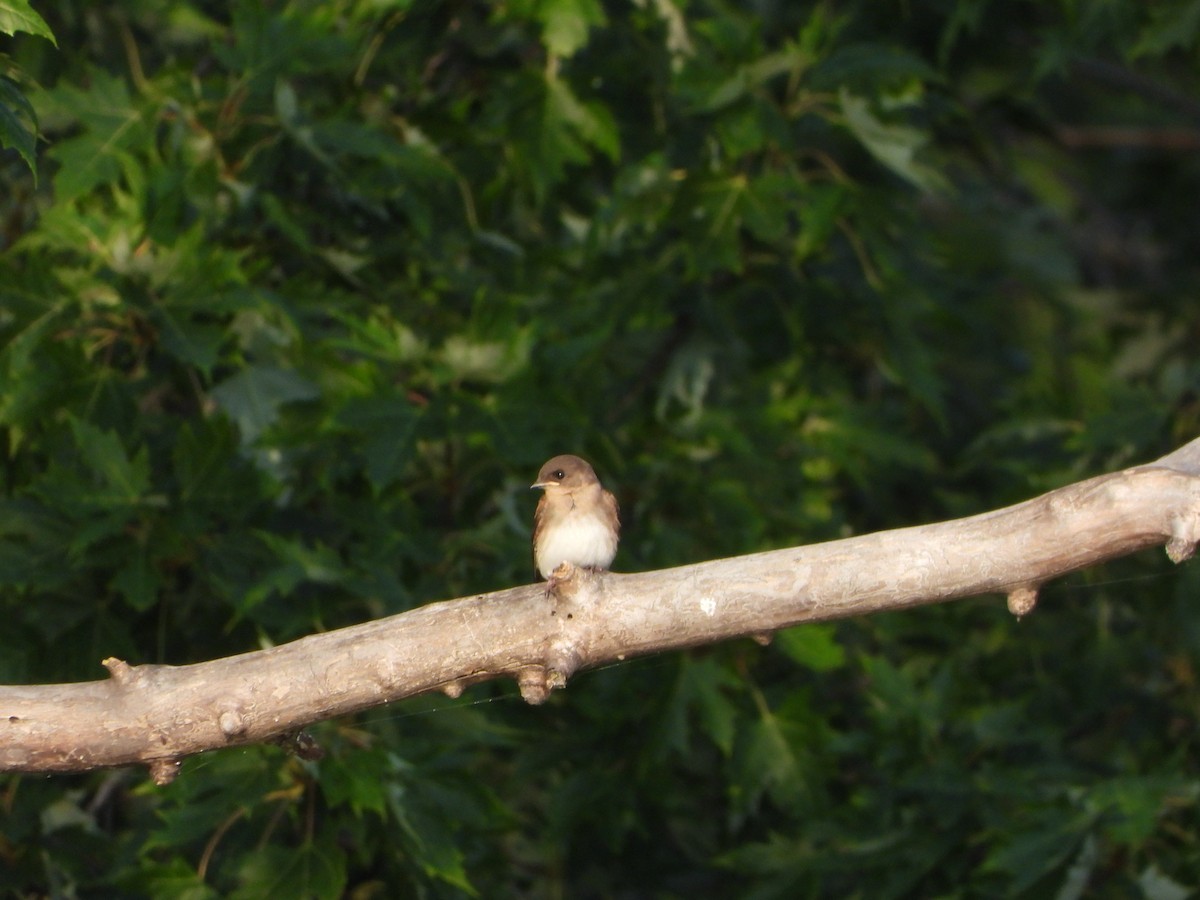 Northern Rough-winged Swallow - ML622164585