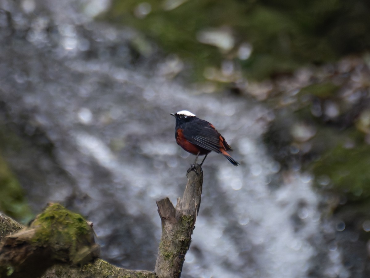 White-capped Redstart - ML622164598