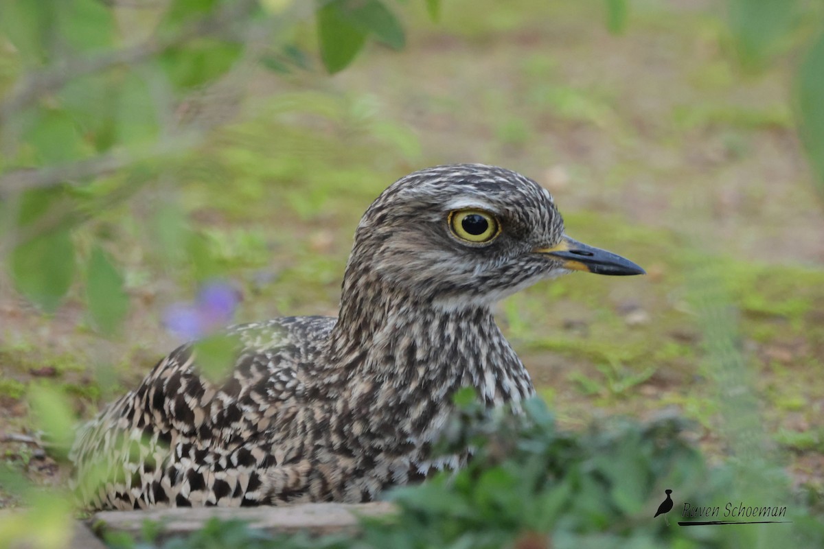 Spotted Thick-knee - Ruven Schoeman