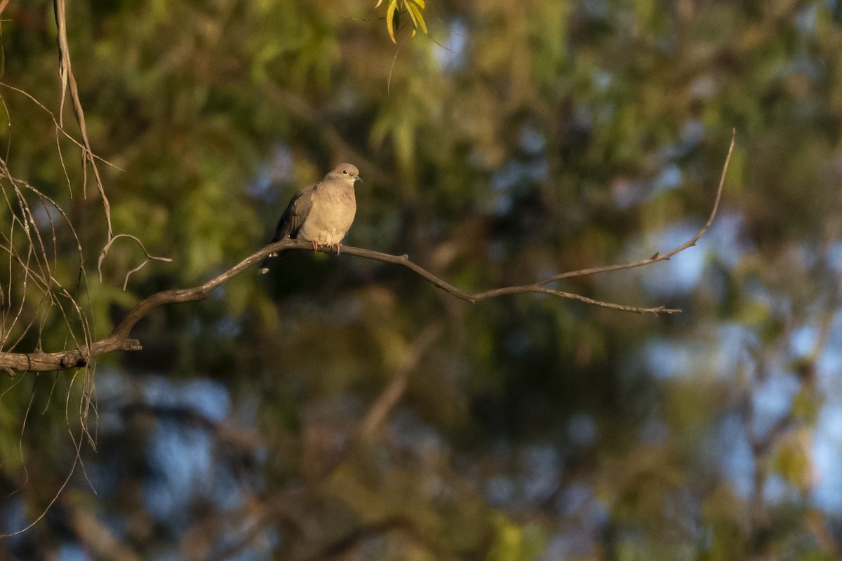 Eared Dove - ML622164605