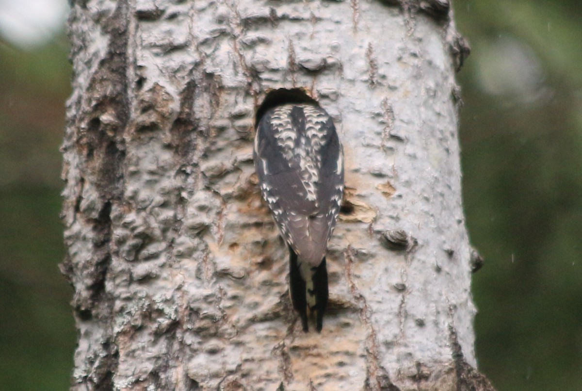 Yellow-bellied Sapsucker - ML62216461