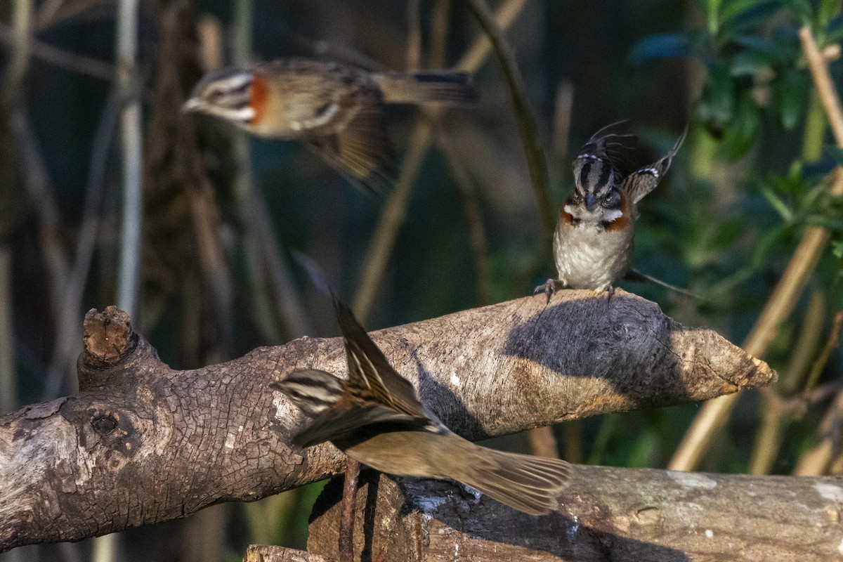 Rufous-collared Sparrow - ML622164610