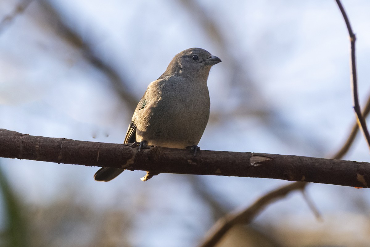 Sayaca Tanager - ML622164662