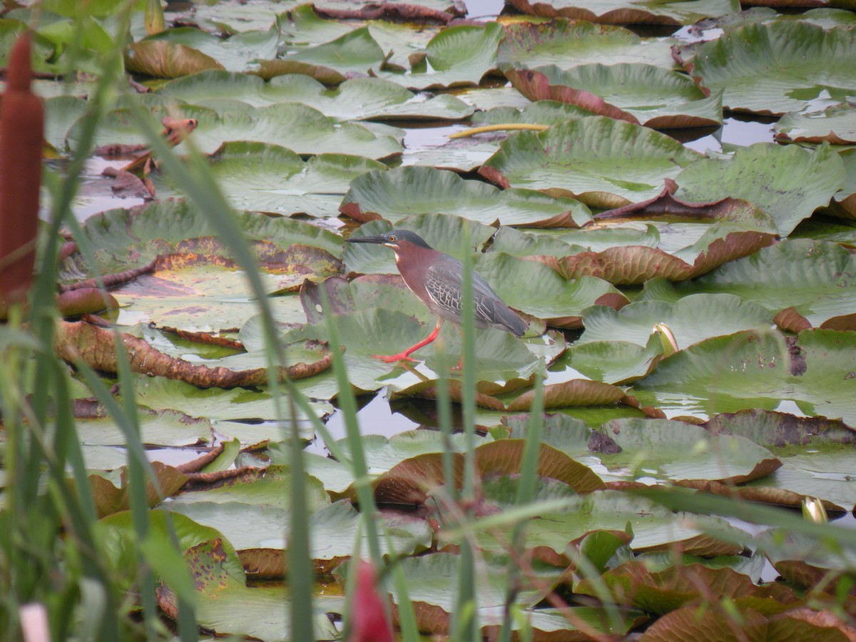 Green Heron - ML62216471