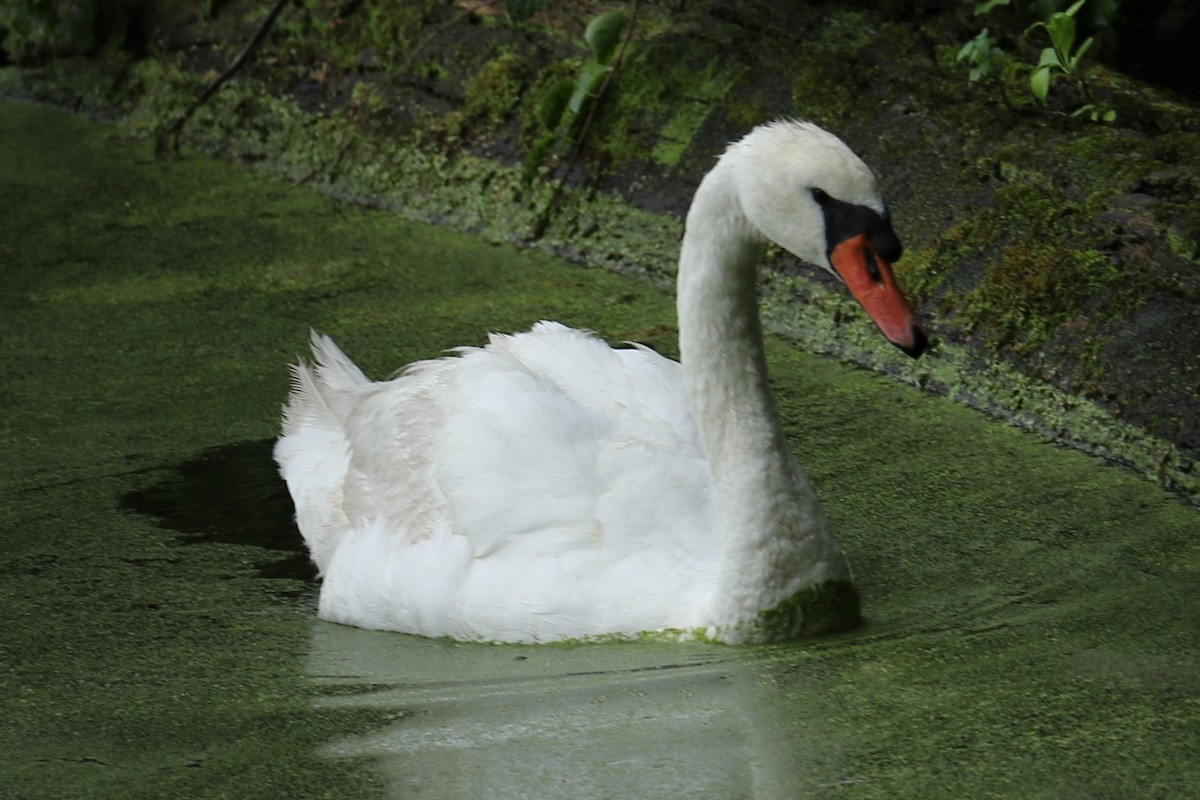 Mute Swan - michael vedder