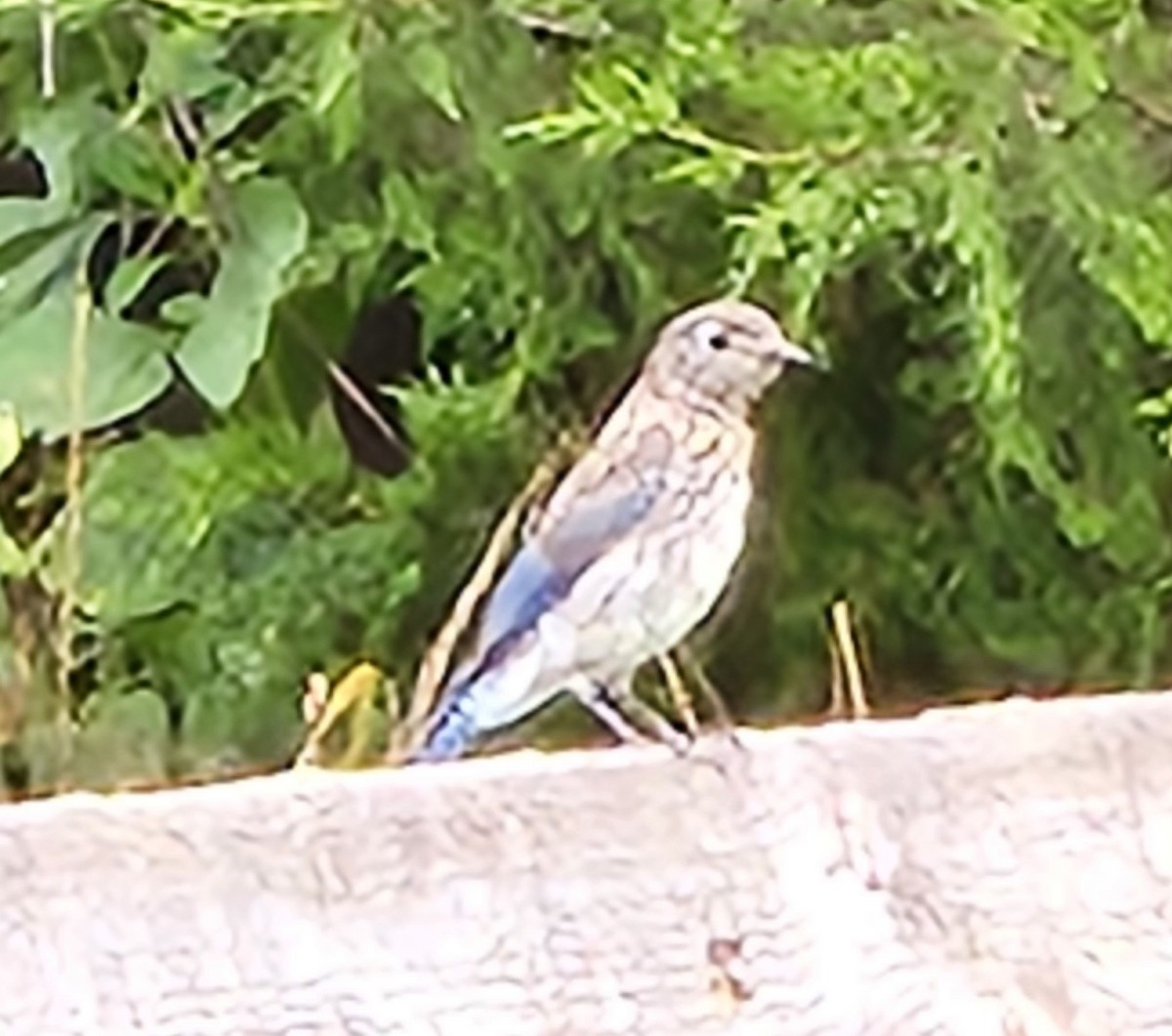 Eastern Bluebird - ML622164784