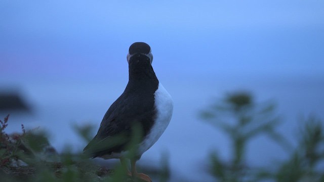 Atlantic Puffin - ML622164853