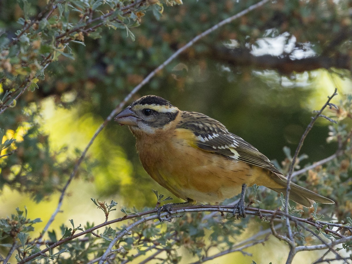 Black-headed Grosbeak - ML622164854