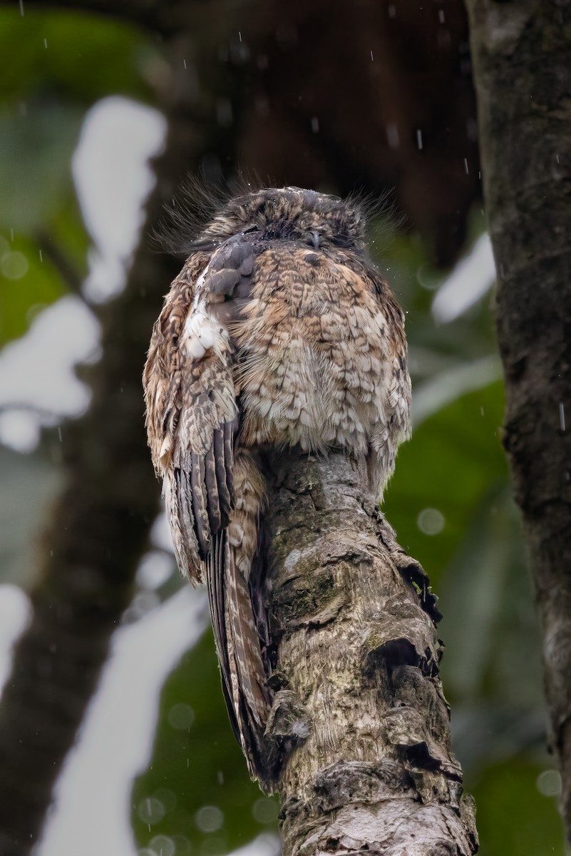 Andean Potoo - ML622164899