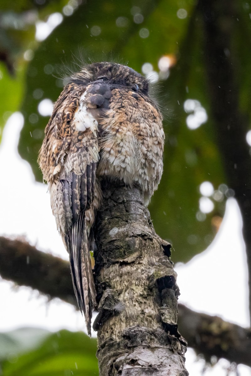 Andean Potoo - ML622164900