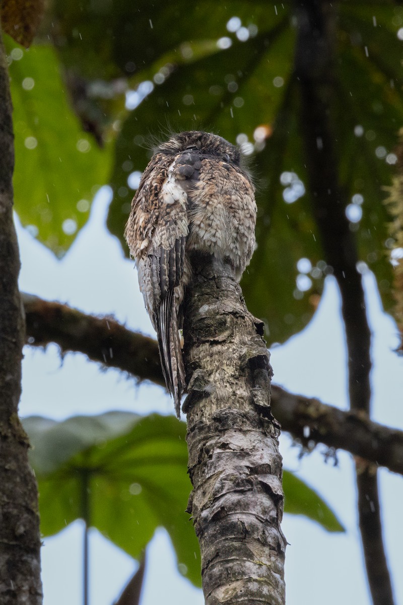 Andean Potoo - ML622164901