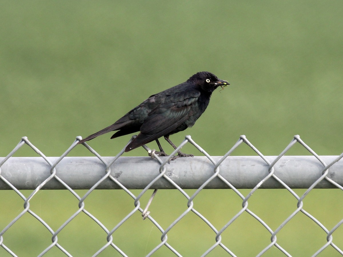 Brewer's Blackbird - ML622164909