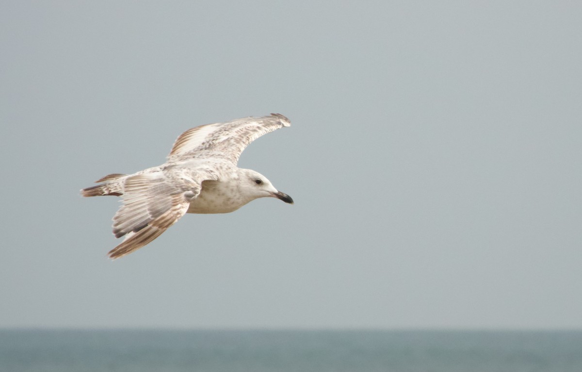 Herring Gull - Stuart Malcolm