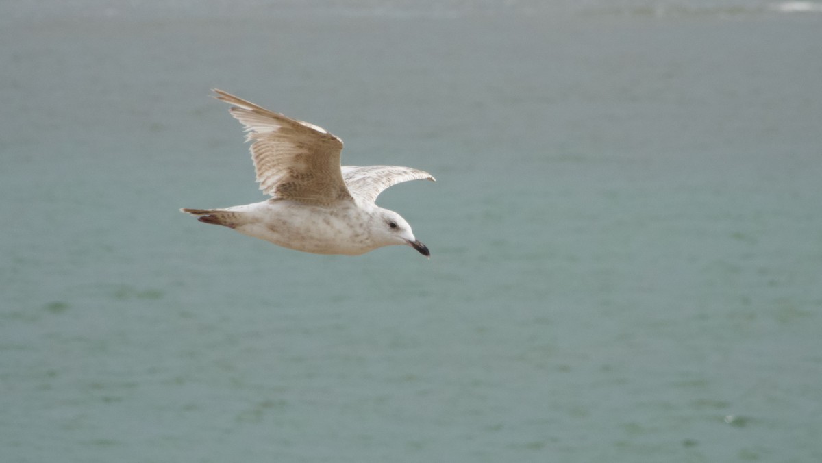 Herring Gull - Stuart Malcolm