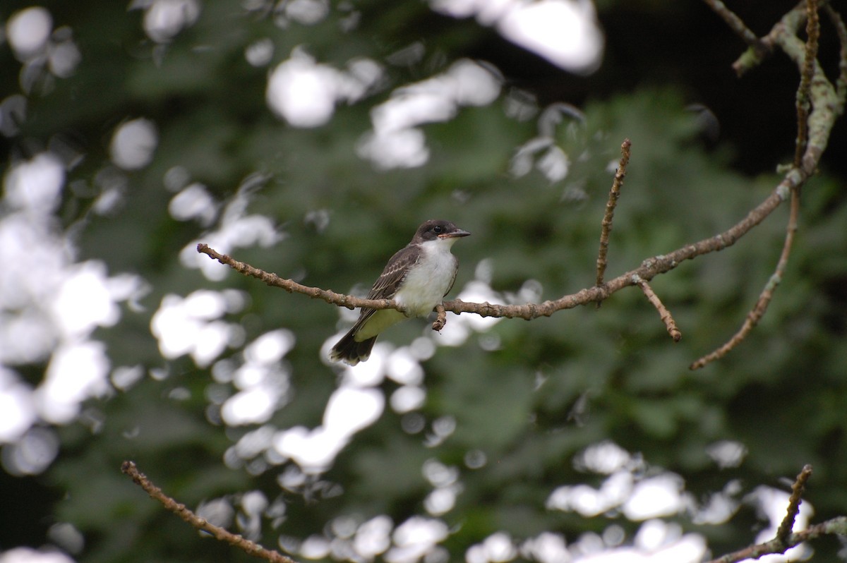 Eastern Kingbird - Anonymous