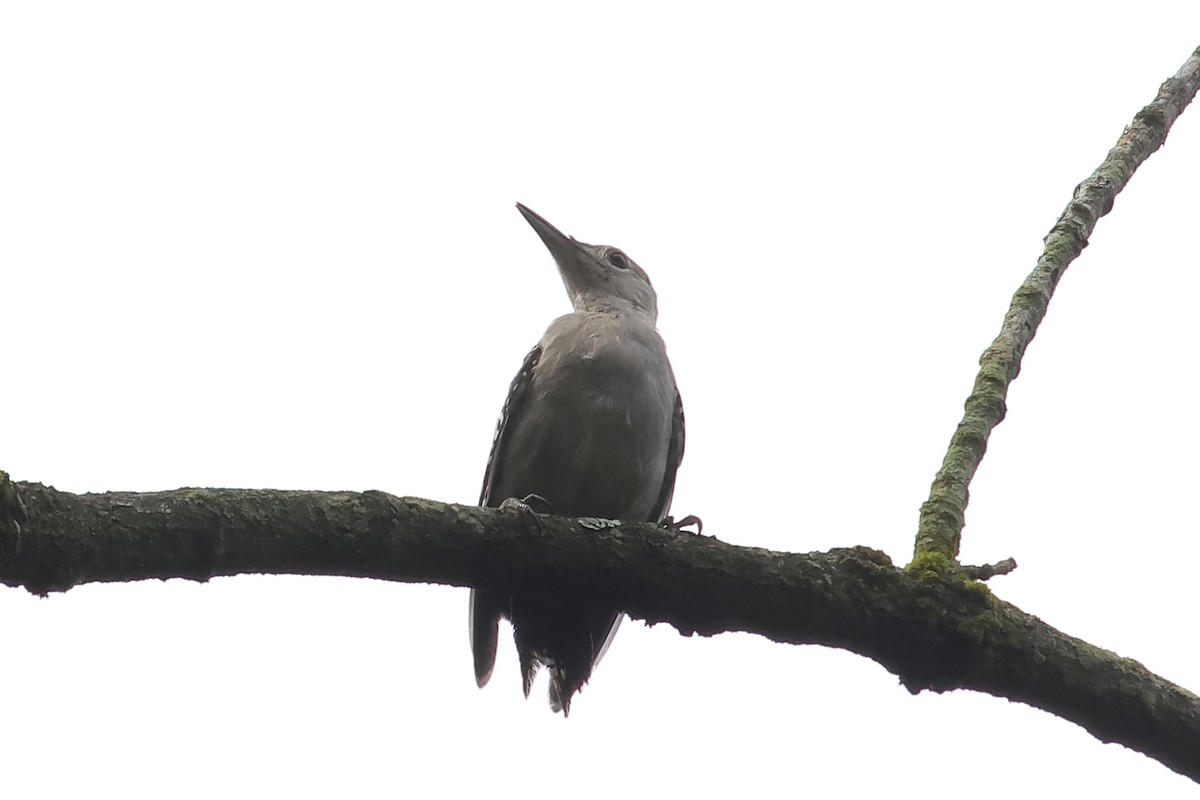 Red-bellied Woodpecker - ML622165002