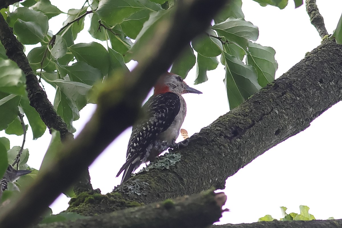 Red-bellied Woodpecker - ML622165003