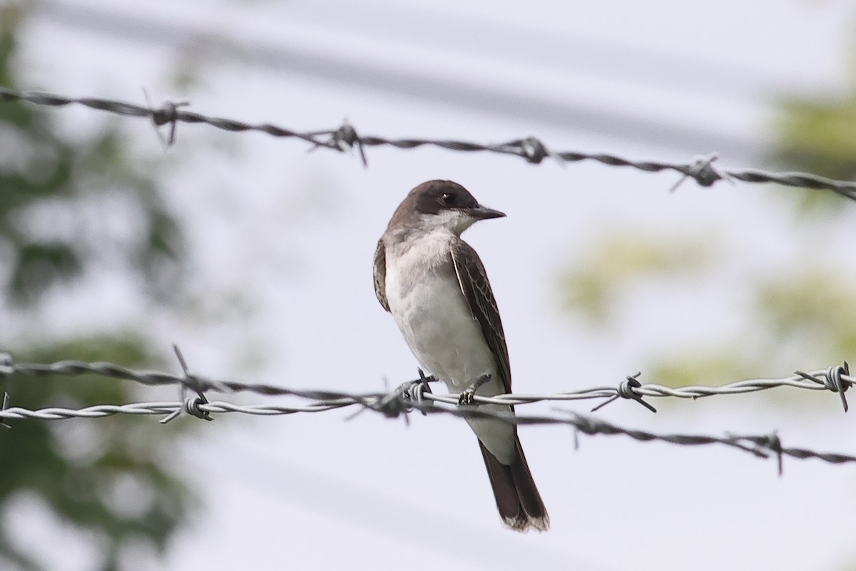 Eastern Kingbird - ML622165020