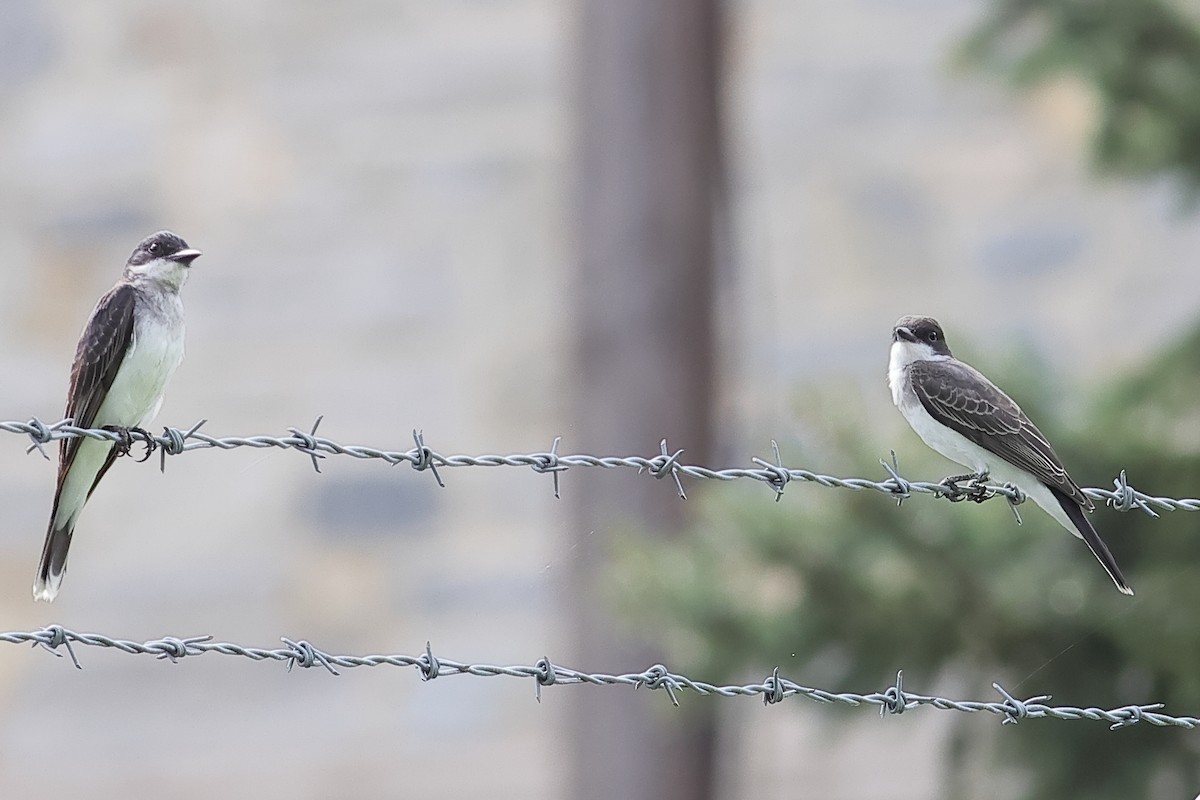 Eastern Kingbird - ML622165021