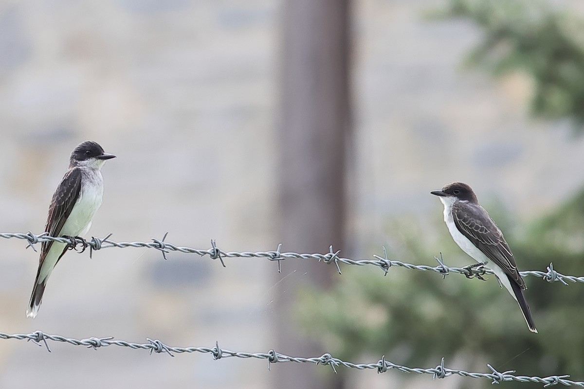 Eastern Kingbird - ML622165023