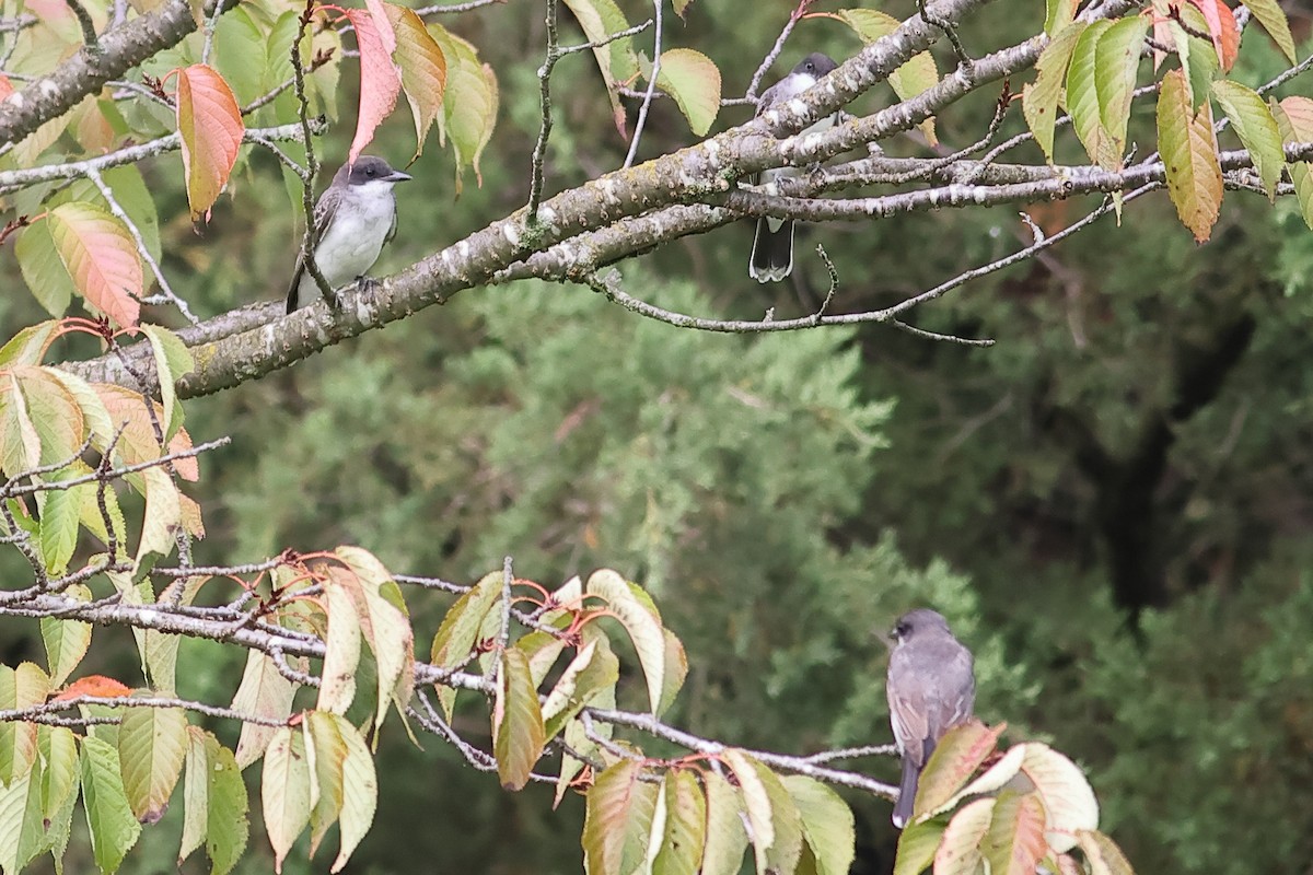 Eastern Kingbird - ML622165024