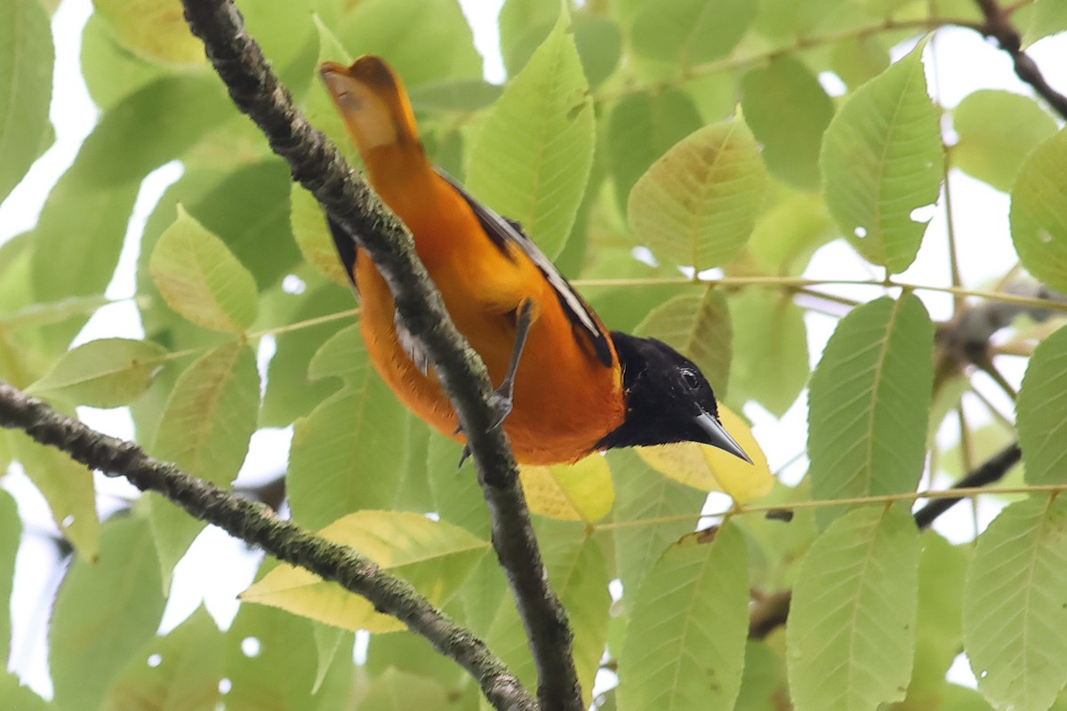 Baltimore Oriole - ML622165030